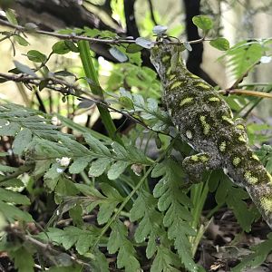 Nelson Green Gecko (Naultinus stellatus)