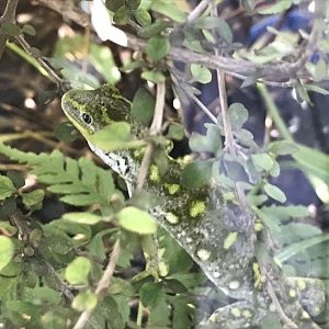 Nelson Green Gecko (Naultinus stellatus)