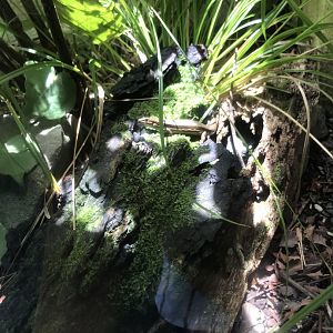 Moko Skink (Oligosoma moco)