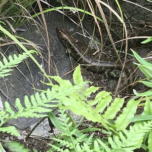 Robust Skink !! (Oligosoma alani)