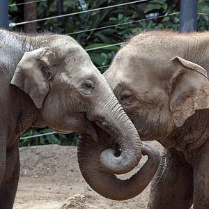 Asian elephant 'Man Jai' and 'Luk Chai'