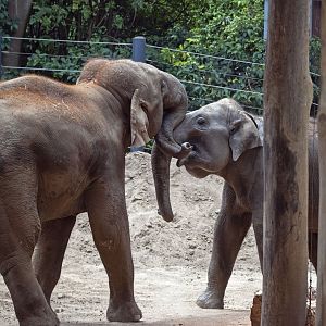 Asian elephants 'Luk Chai' and 'Man Jai'