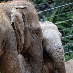 Asian elephants 'Luk Chai' and 'Man Jai'