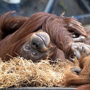 Hybrid orangutan 'Kiani'