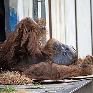 Sumatran orangutan 'Malu'