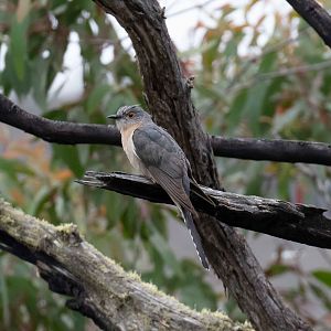 Fan-tailed Cuckoo