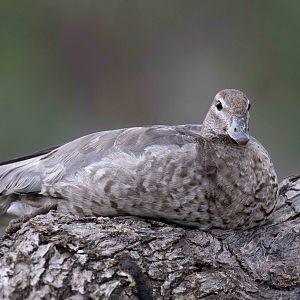 Australian Wood Duck immature
