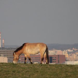 Equus ferus przewalskii