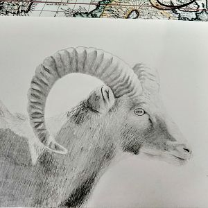 Mouflon portrait