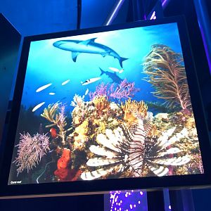 Stock Coral Reef Photo