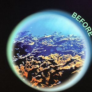 Stock Healthy Reef Photo