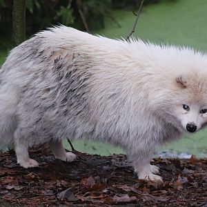 Common raccoon dog (Nyctereutes procyonoides)