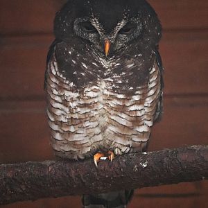 African wood owl (Strix woodfordii)