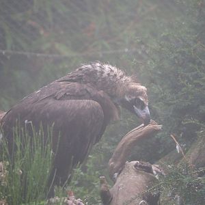 Cinereous vulture (Aegypius monachus), 2021-10-10