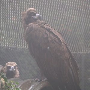 Cinereous vulture (Aegypius monachus), 2021-10-10