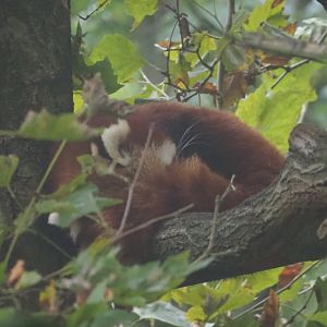 Nepalese red panda (Ailurus fulgens) sleeping in a tree, 2021-10-10