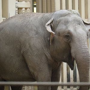 Asian elephant (Elephas maximus) Yu Yu Yin, 2021-10-10