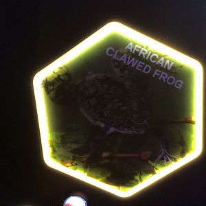 African Clawed Frog Stock Image