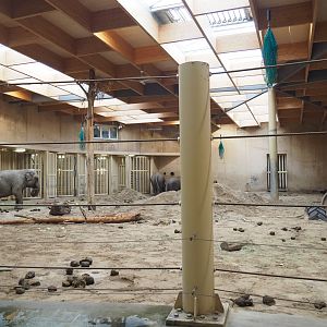 Main Asian elephant herd indoor paddock, 2021-10-10