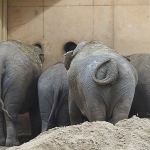 Asian elephants (Elephas maximus), 2021-10-10