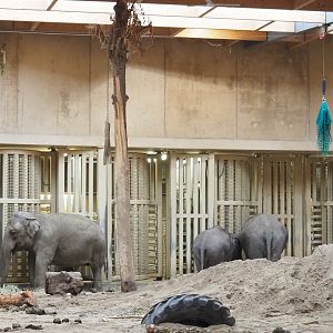 Wall with Asian elephant training and treatment boxes, 2021-10-10