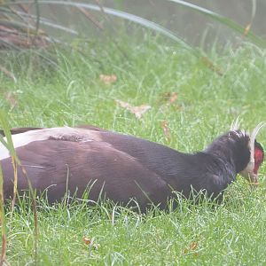 Brown eared pheasant (Crossoptilon mantchuricum), 2021-10-10