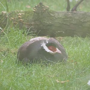 Brown eared pheasant (Crossoptilon mantchuricum), 2021-10-10