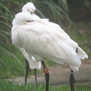 Eurasian spoonbill (Platalea leucorodia), 2021-10-10