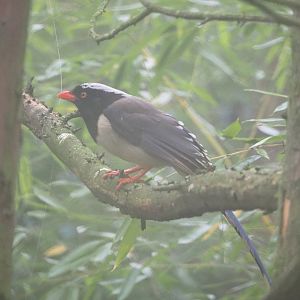 Red-billed blue magpie (Urocissa erythroryncha), 2021-10-10