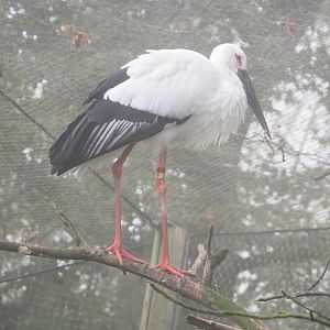 Oriental white stork (Ciconia boyciana), 2021-10-10