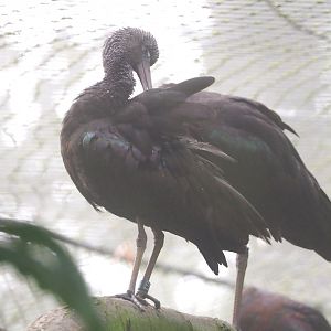 Glossy ibis (Plegadis falcinellus), 2021-10-10