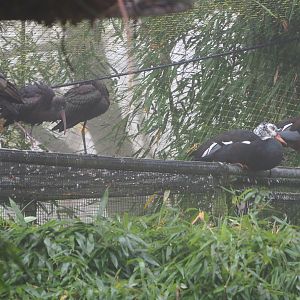 Glossy ibises (Plegadis falcinellus) and White-winged wood ducks (Asarcornis scutulata), 2021-10-10