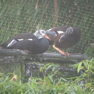 White-winged wood ducks (Asarcornis scutulata), 2021-10-10
