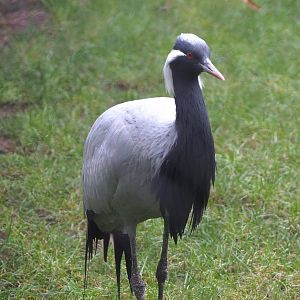 Demoiselle crane (Anthropoides virgo), 2021-10-10