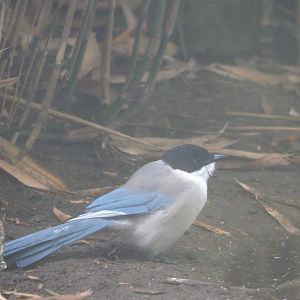Asian azure-winged magpie (Cyanopica cyanus), 2021-10-10