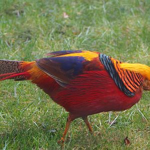 Golden pheasant (Chrysolophus pictus), 2021-10-10