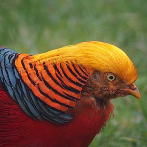 Golden pheasant (Chrysolophus pictus), 2021-10-10