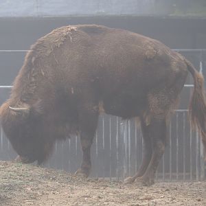 Wisent (Bison bonasus), 2021-10-10