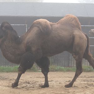Domestic Bactrian camel (Camelus bactrianus), 2021-10-10
