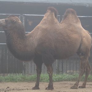 Domestic Bactrian camel (Camelus bactrianus), 2021-10-10