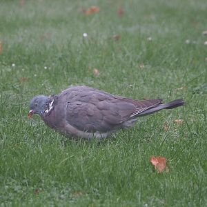 Wild Common wood pigeon (Columba palumbus), 2021-10-10
