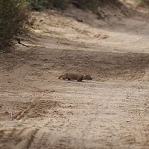 Least weasel (ssp. numidica) - (Champs d'Aghorimze)