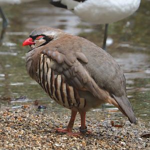 Rock partridge (Alectoris graeca), 2021-10-10