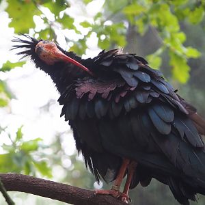 Waldrapp (Geronticus eremita), 2021-10-10