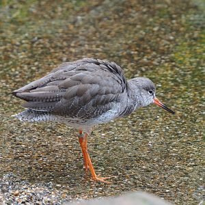 Common redshank (Tringa totanus), 2021-10-10