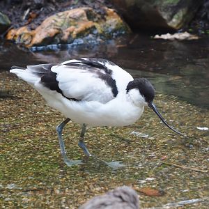 Pied avocet (Recurvirostra avosetta), 2021-10-10