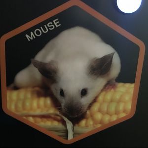 Stock Mouse Photo