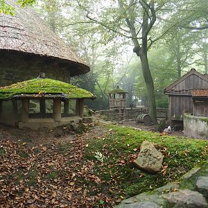 Domestic rabbit exhibit, 2021-10-10