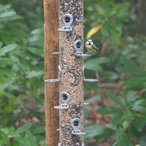Large bird seed feeder with Eurasian blue tit (Cyanistes caeruleus), 2021-10-10