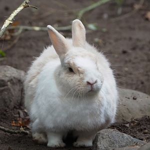 Small domestic rabbit (Oryctolagus cuniculus), 2021-10-10